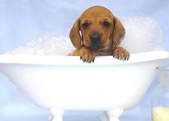 Aurora Pet Grooming Tenaker Pet Care Center, Inc.