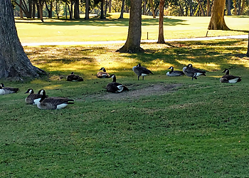 Tenison Park Golf Course - Mesquite, TX Golf Courses - Nature Image