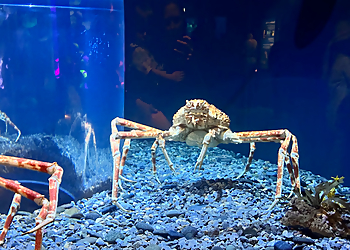 Chattanooga Places To See Tennessee Aquarium