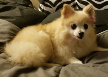 Dog Grooming Supplies