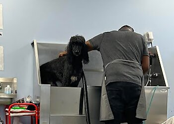 Bellevue Pet Grooming Tesslan Dog Spa LLC