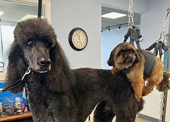 Bellevue Pet Grooming Tesslan Dog Spa LLC