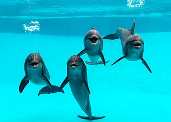 Corpus Christi Places To See Texas State Aquarium