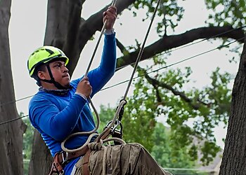 Garland Tree Services Texas Tree Surgeons