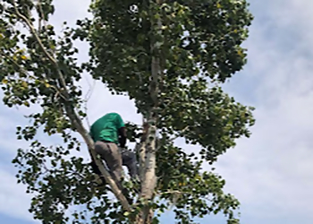 Lubbock Tree Services Texas green tree services lubbock