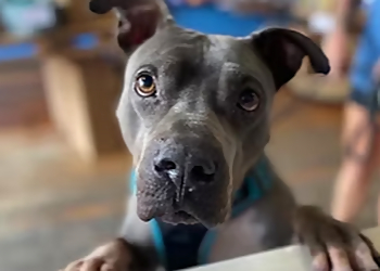 Omaha Pet Grooming That Dog Wash