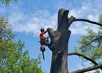 Columbus Tree Services The 1 Tree Service
