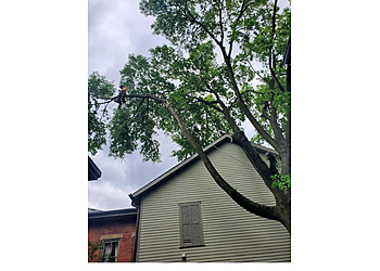 Columbus Tree Services The 1 Tree Service