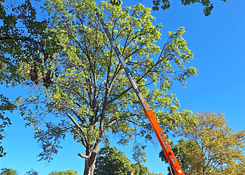 The 1 Tree Service Columbus Tree Services image 1