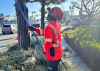 Irvine Tree Services The Arbor Group