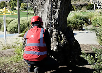 Irvine Tree Services The Arbor Group