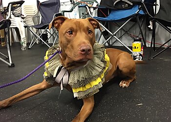 Buffalo Dog Training The Art of Dog