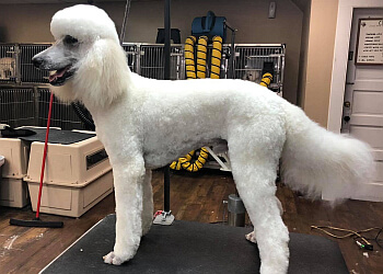 The Barking Lot - Bridgeport, CT Pet Grooming - Service Image
