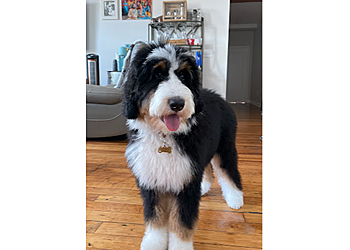 Providence Pet Grooming The Barking Lot