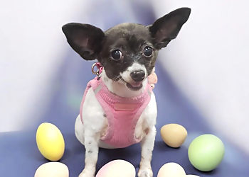 Tulsa Pet Grooming The Barking Lot Tulsa