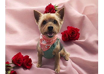 Tulsa Pet Grooming The Barking Lot Tulsa