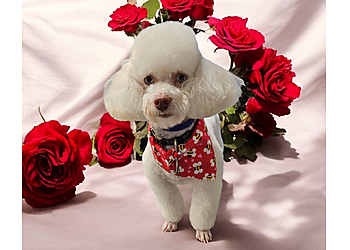 The Barking Lot Tulsa  Tulsa Pet Grooming image 1
