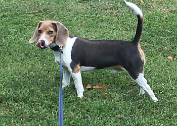 The Beloved Pet Nanny - Wichita, KS Dog Walkers - Job Site Image