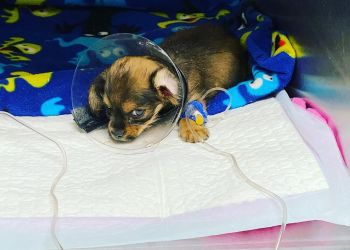 Pittsburgh Veterinary Clinics The Big Easy Animal Hospital