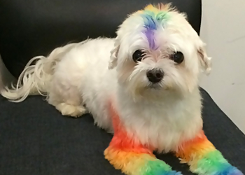 Pasadena Pet Grooming The Bowhaus Pet Company