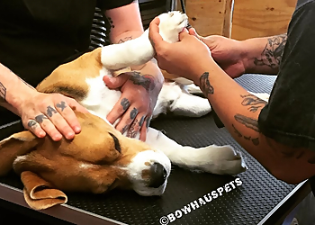 Pasadena Pet Grooming The Bowhaus Pet Company