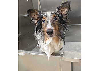 Jackson Pet Grooming The Classy Canine