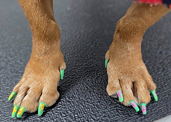 Jackson Pet Grooming The Classy Canine