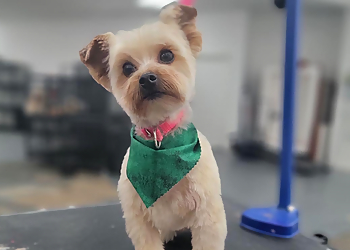 The Classy Canine Jackson Pet Grooming image 1
