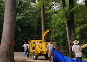 Rockford Tree Services The Climbers Tree Service