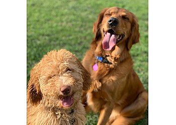 Colorado Springs Dog Walkers The Colorado Paws Pack LLC