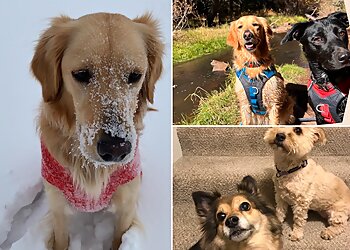 Colorado Springs Dog Walkers The Colorado Paws Pack LLC