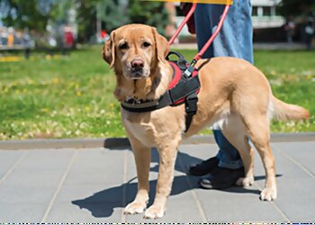 Tucson Dog Training The Complete Canine
