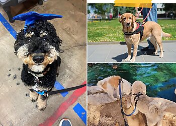 Tucson Dog Training The Complete Canine