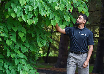 Baltimore Tree Services The Davey Tree Expert Company