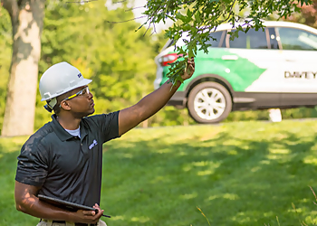 Baltimore Tree Services The Davey Tree Expert Company