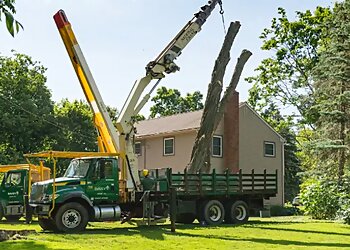 Chicago Tree Services The Davey Tree Expert Company