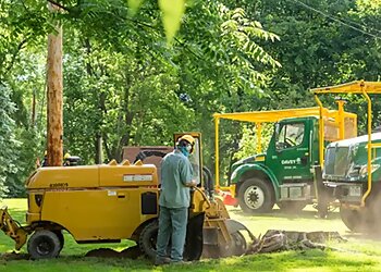 Chicago Tree Services The Davey Tree Expert Company