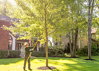 Knoxville Tree Services The Davey Tree Expert Company