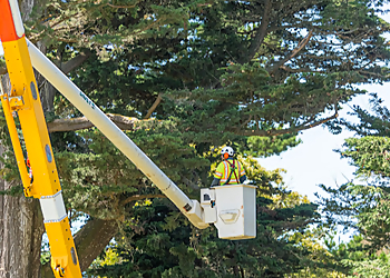 North Las Vegas Tree Services The Davey Tree Expert Company