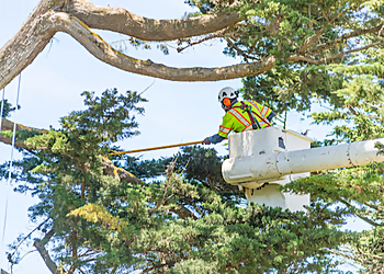 Rochester Tree Services The Davey Tree Expert Company Rochester