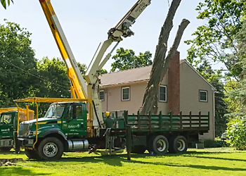Rochester Tree Services The Davey Tree Expert Company Rochester