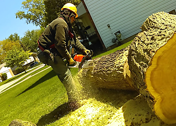 Toledo Tree Services The Davey Tree Expert Company