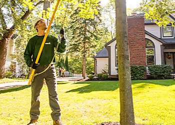 Yonkers Tree Services The Davey Tree Expert Company