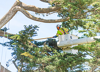 St Louis Tree Services The Davey Tree Expert Company St. Louis