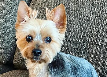 San Francisco Pet Grooming The Dog Barber