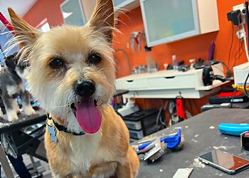 San Francisco Pet Grooming The Dog Barber