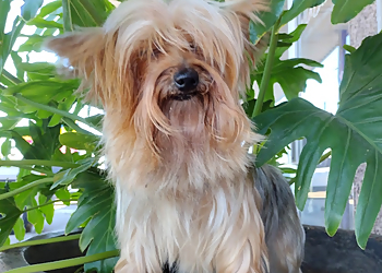 Corpus Christi Pet Grooming The Dog House