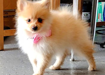 Corpus Christi Pet Grooming The Dog House