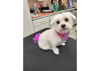 Great Dog Grooming Garland Tx of the decade Learn more here 