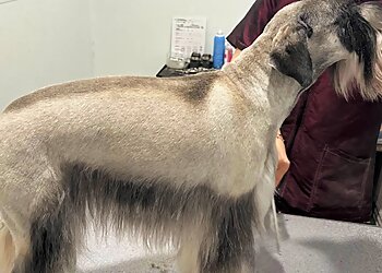 Houston Pet Grooming The Dog House Pet Salon